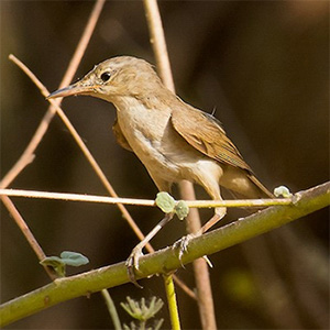 Large-billed Reed-Warbler